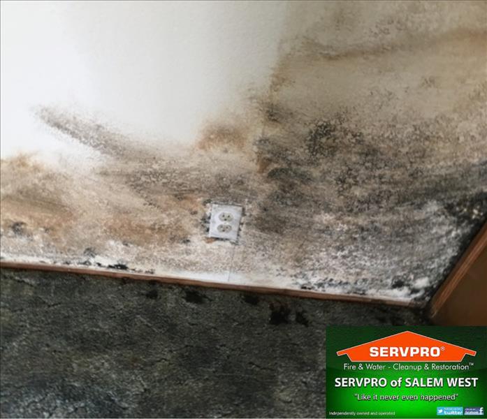 A wall once covered by furniture is heavily mold infested